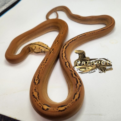 トップス jintaJOHNLAWRENCESULLIVAN/19AW Python Python removed from pool deck by Florida deputy | FOX 13