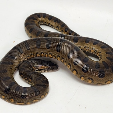 Anacondas For Sale - MorphMarket US &amp; Canada
