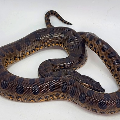 Anacondas For Sale - MorphMarket US &amp; Canada