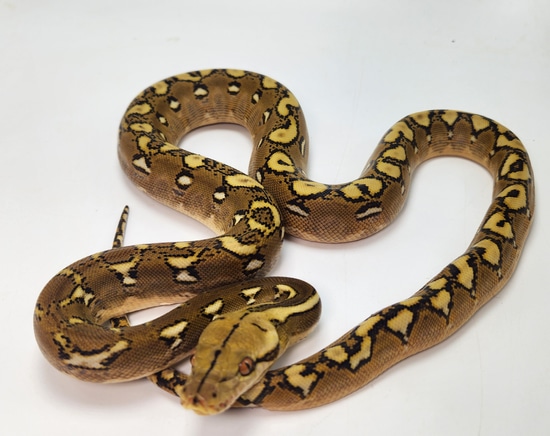 NICE Phantom Sun Pos Het Purple. FREE SHIPPING Reticulated Python by ...