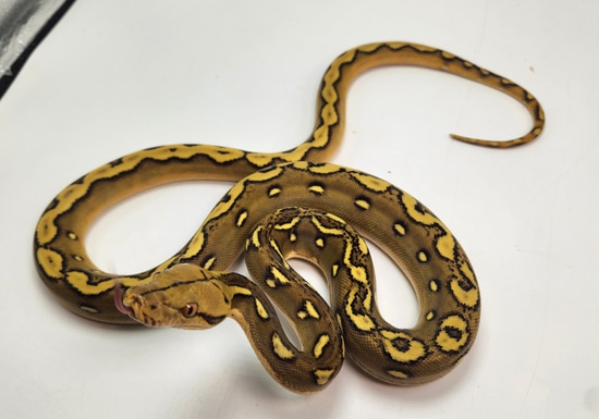 Phantom Sun Het Purple Reticulated Python by Paragon Exotics