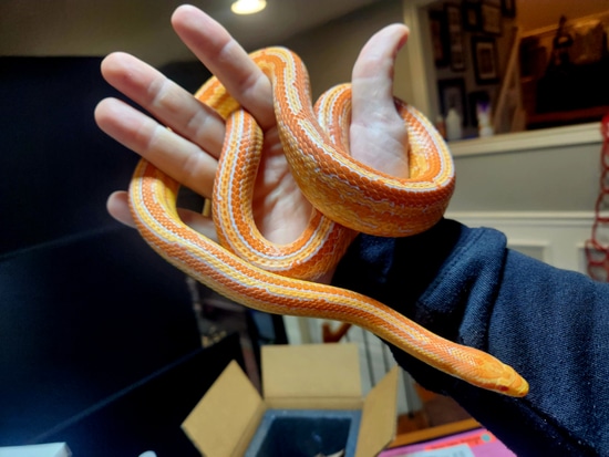 Amel Albino Stripe Corn Snake. BEAUTIFUL by Paragon Exotics