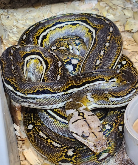 GORGEOUS Anthrax Silver Line Pos Het Purple Reticulated Python by ...