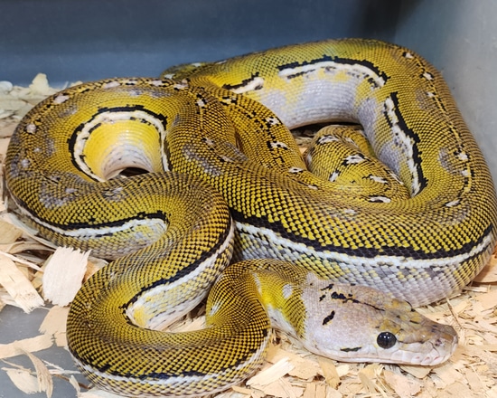 Stunning Lemonglow Anthrax Pos Het Purple Reticulated Python by Paragon ...
