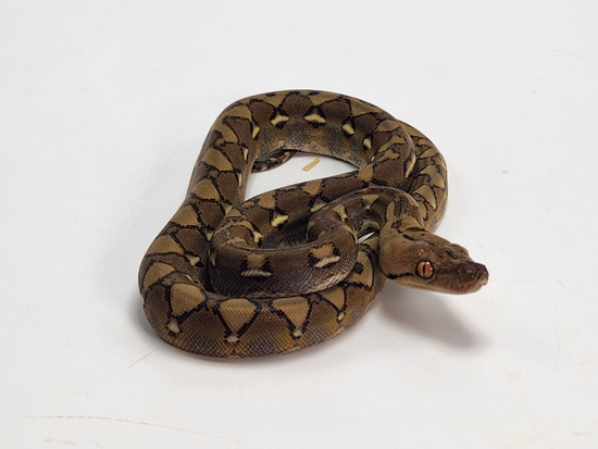 Het OGS Reticulated Python by Paragon Exotics