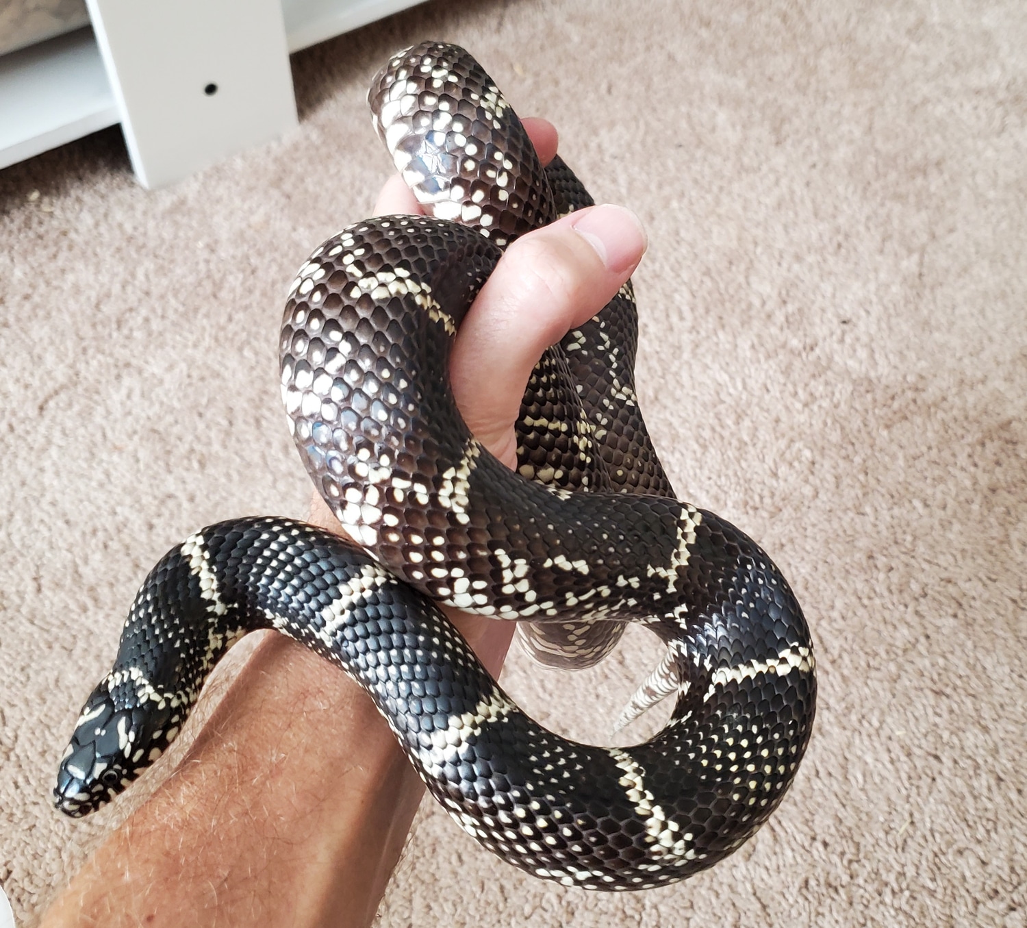 1.1 Outer Banks Kingsnakes Eastern Kingsnake by King of Kings Reptiles MorphMarket