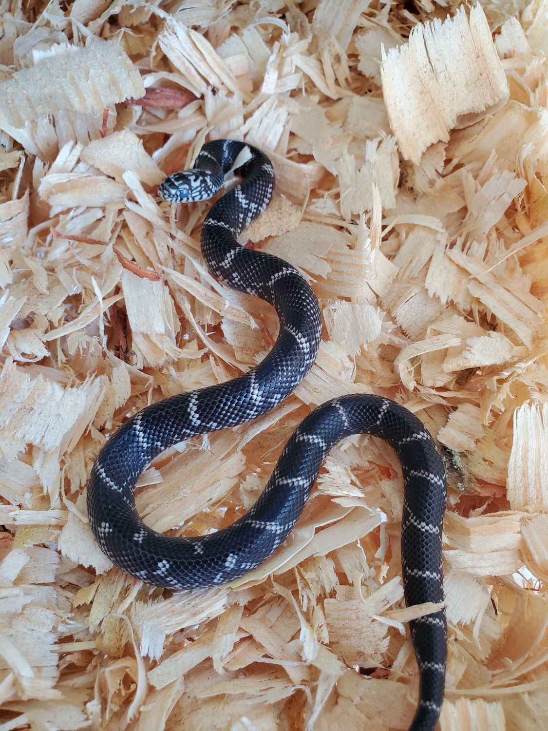 1.3 Outer Banks Kingsnakes Eastern Kingsnake by King of Kings Reptiles MorphMarket