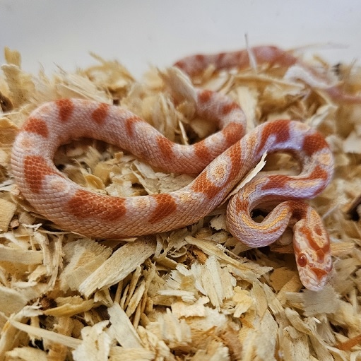 Reverse Okeetee zigzag Cornsnake Corn Snake By King Of Kings Reptiles reverse-okeetee-zigzag-cornsnake-corn-snake-by-king-of-kings-reptiles