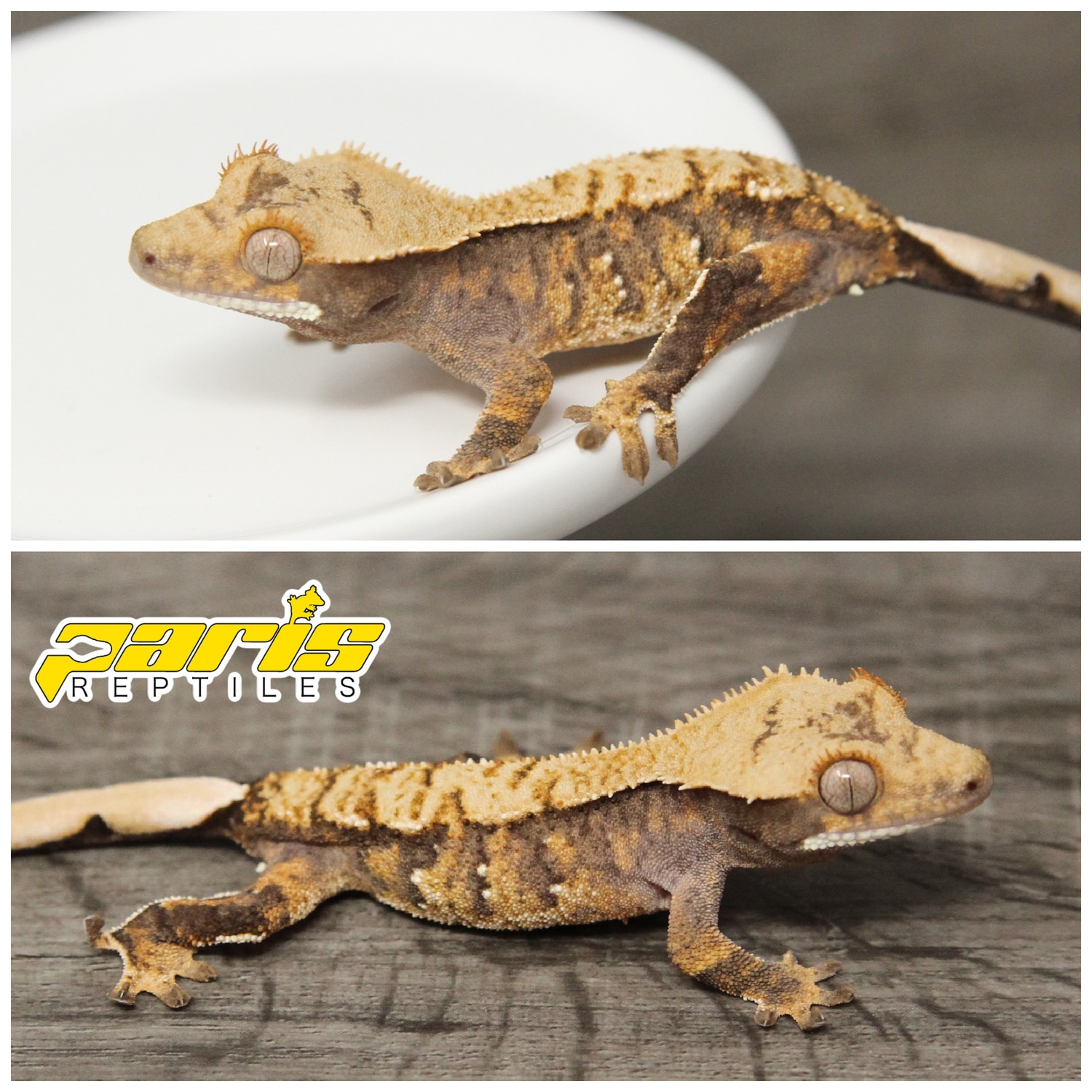 Tricolor Harlequin Crested Gecko by Paris Reptiles - MorphMarket
