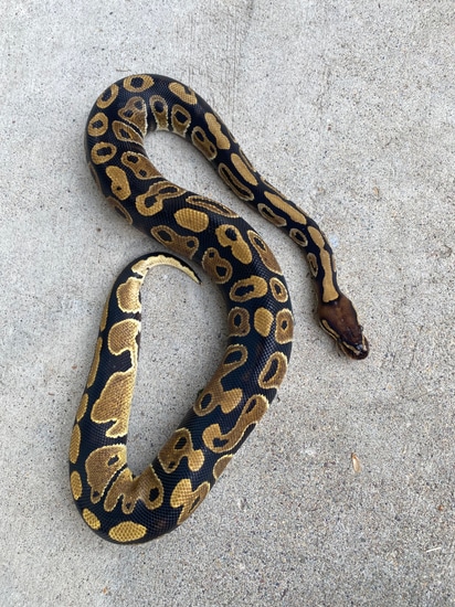 Dark Normal Ball Python 50% HET Clown by Parsons Family Reptiles