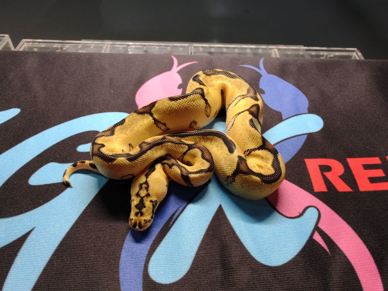 Pastel Enchi Clown Ball Python by Holy City Reptiles MorphMarket