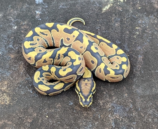 Jungle Woma Hypo Ball Python by PPB Exotics