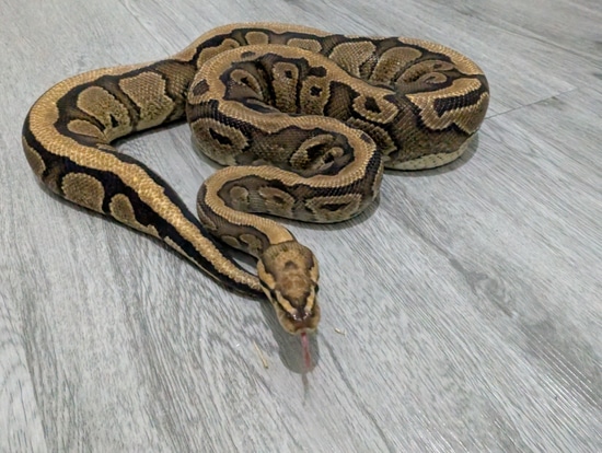 CB22 Male Vanilla Red Stripe Het Clown Ball Python by Passion for ...