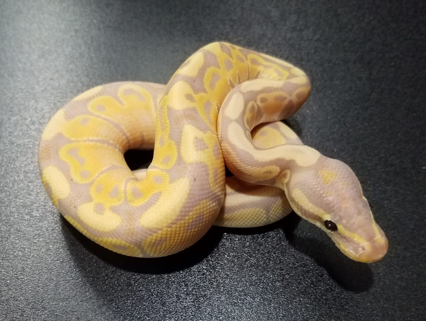Banana Male Coral Glow Ball Python by Passion Serpents - MorphMarket