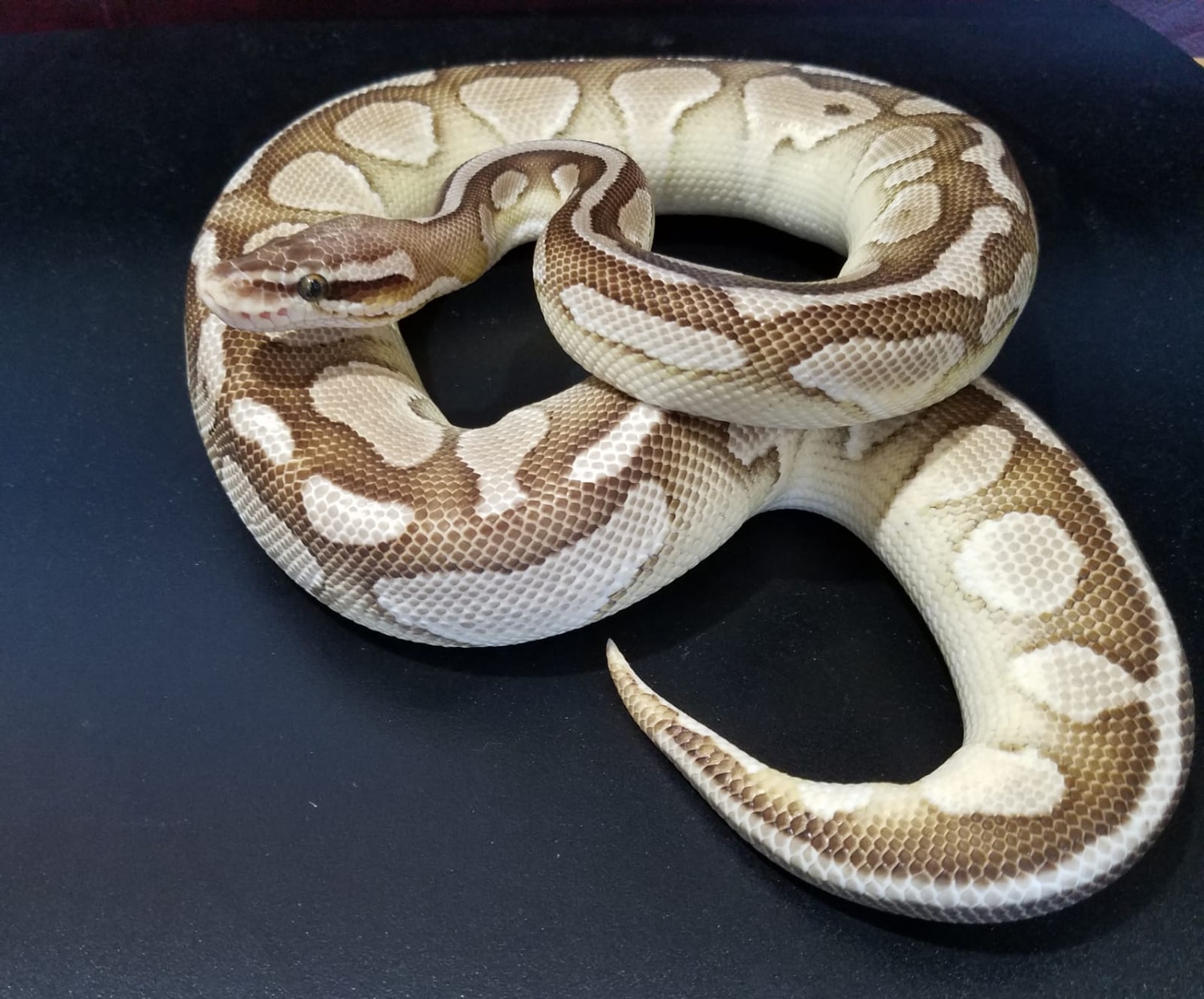 Lesser Ball Python by Passion Serpents - MorphMarket