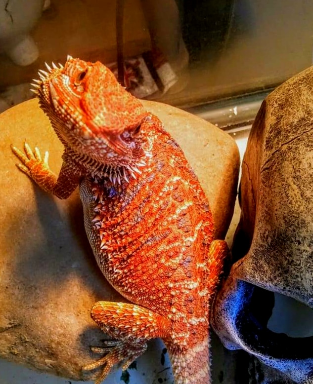 Red Hypo Central Bearded Dragon by BloodMoon Dragons MorphMarket