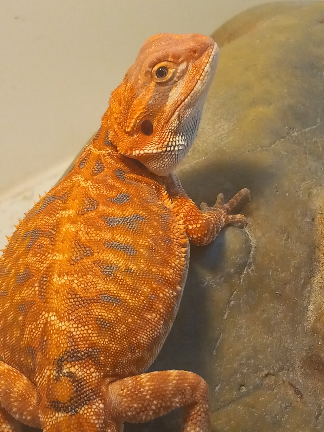 Leatherback Hypo Red Bearded Dragon Central Bearded Dragon by BloodMoon Dragons MorphMarket