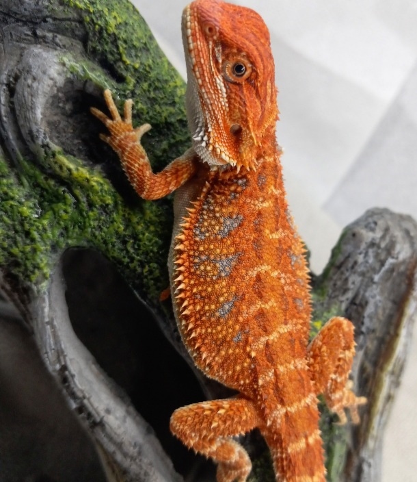 Hypo Red Bearded Dragon Central Bearded Dragon by BloodMoon Dragons MorphMarket