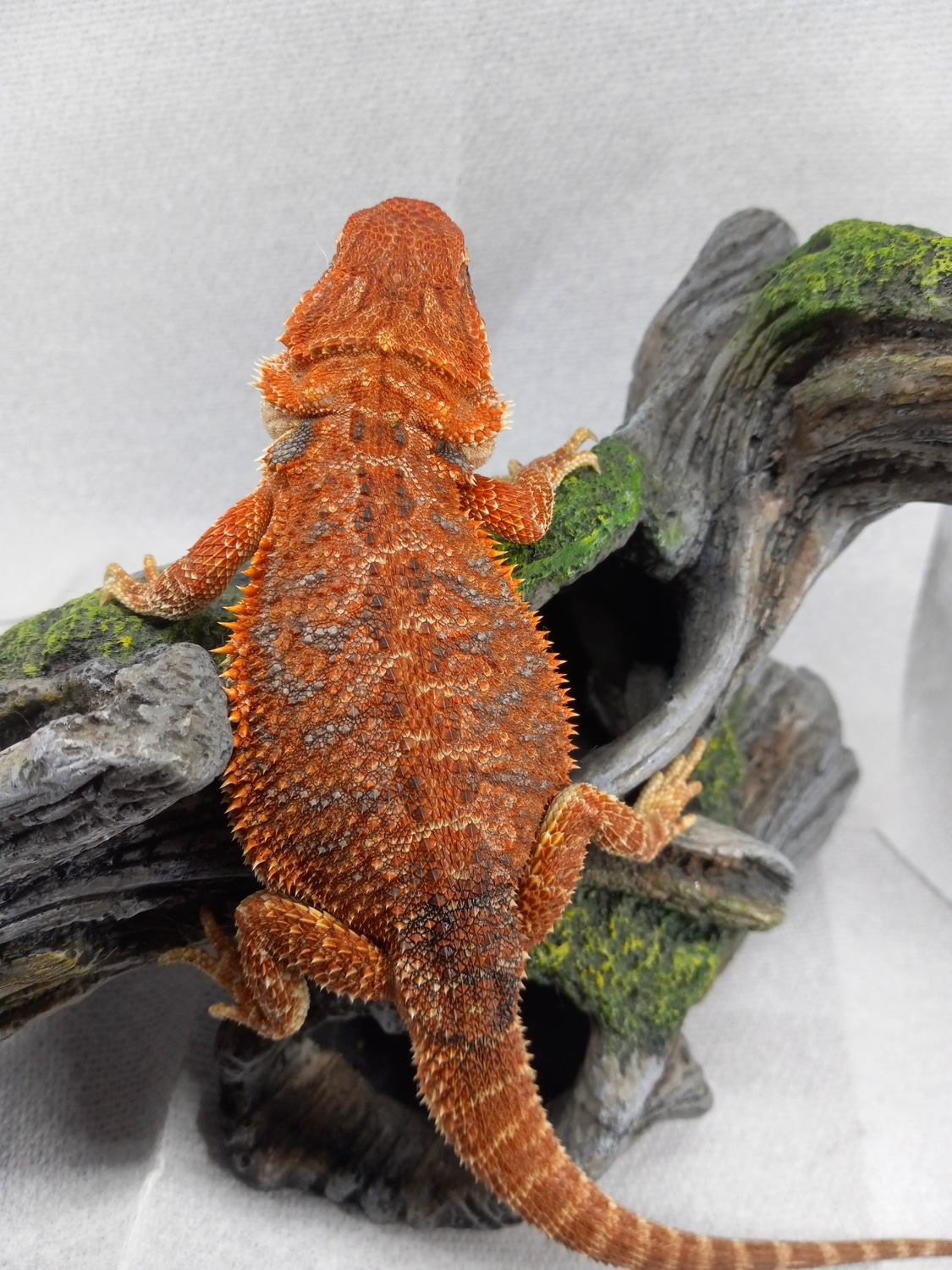Red Hypo Bearded Dragon Central Bearded Dragon by BloodMoon Dragons MorphMarket