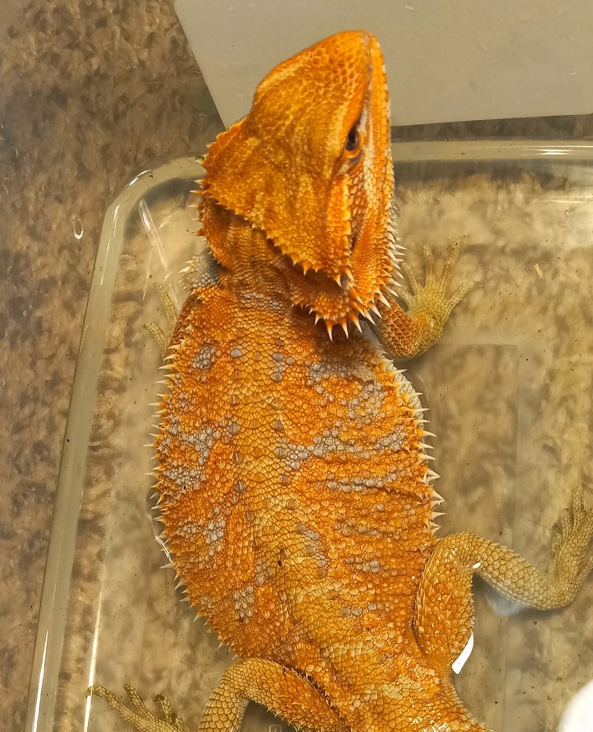 Twnsnow White Blue Flame Bearded Dragon 33 - zttng6e