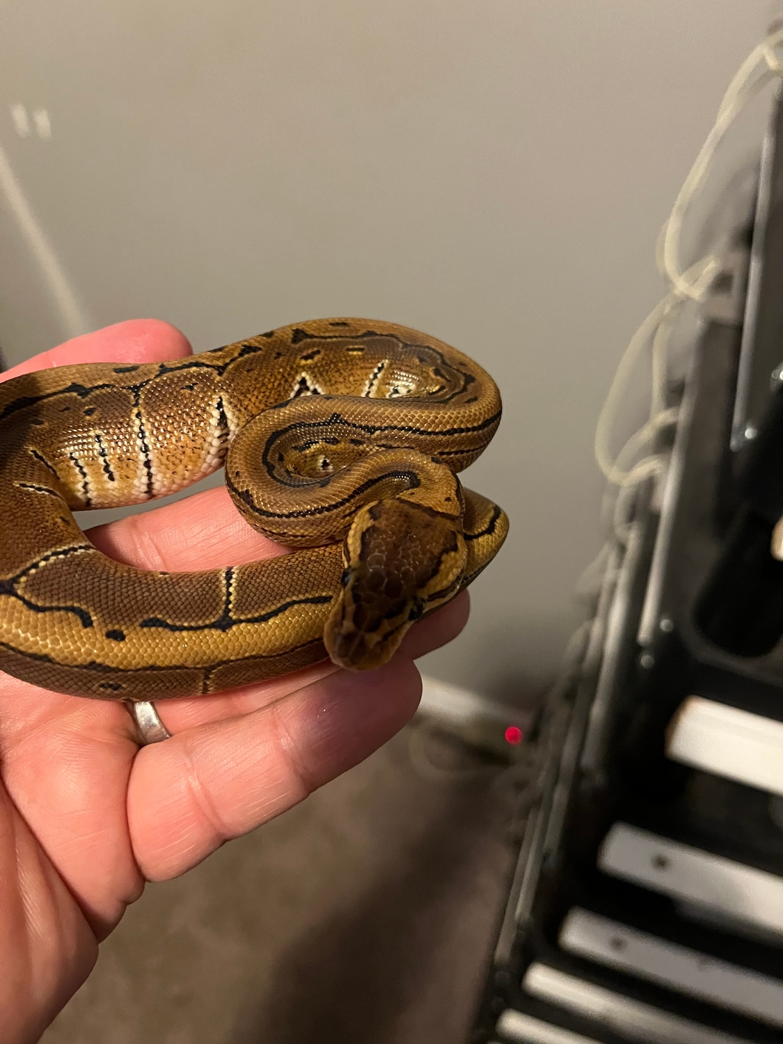 Pin Ball Python by D&M Exotic Reptiles - MorphMarket