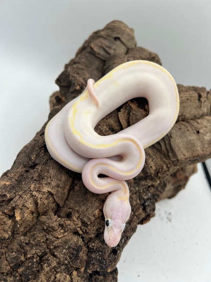 Super Pastel Ivory Ball Python by Exotic Noodles