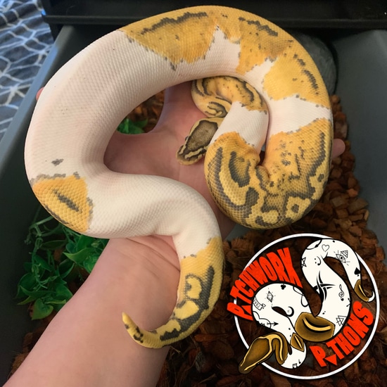 Pastel Hypo Pied Ball Python by Patchwork Pythons