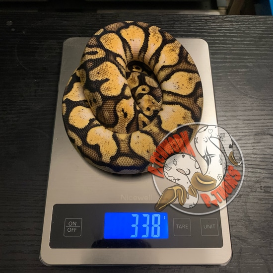 Pastel Calico Pos. Fire Ball Python by Patchwork Pythons