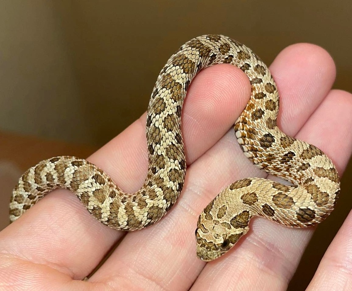 Normal 100 Het Axanthic 50 Het Toffee Western Hognose by PB Exotics
