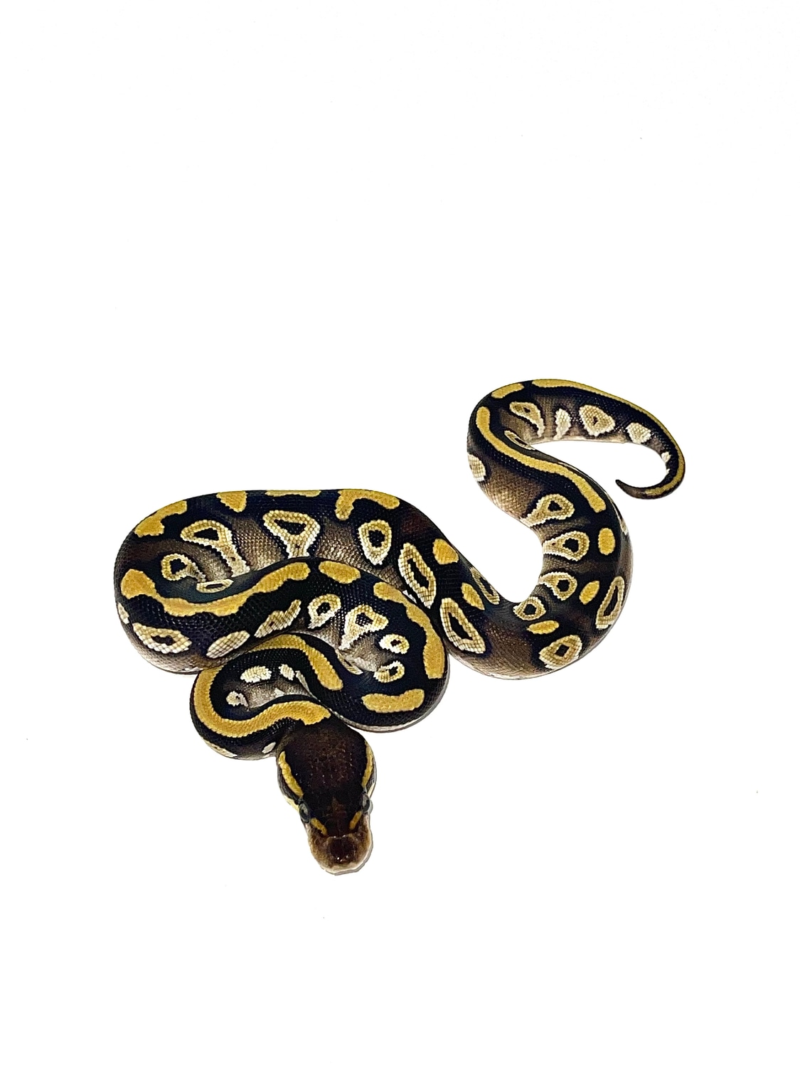 Mojave Ball Python by Bentley’s Snake House - MorphMarket