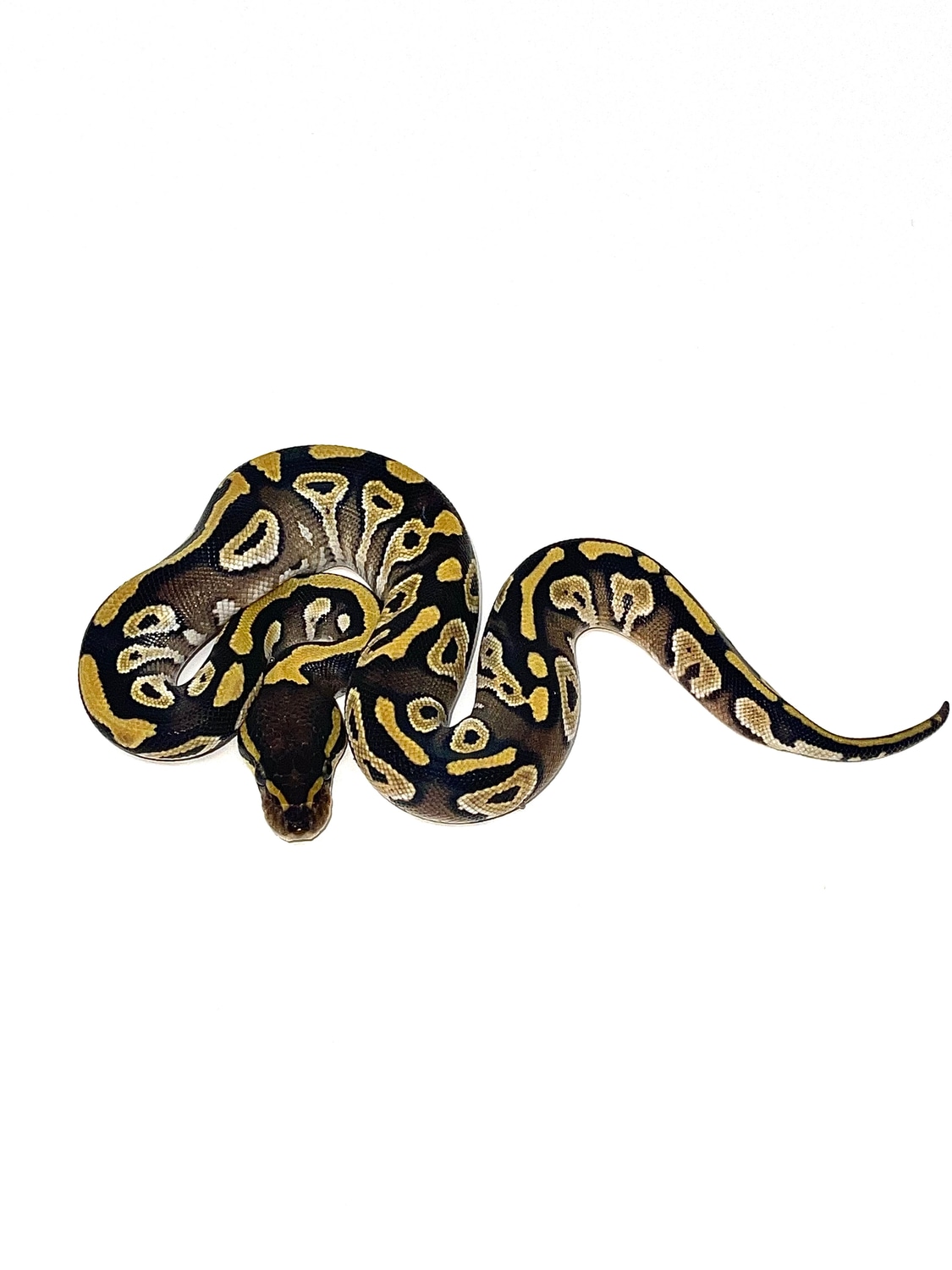 Mojave Ball Python by Bentley’s Snake House MorphMarket