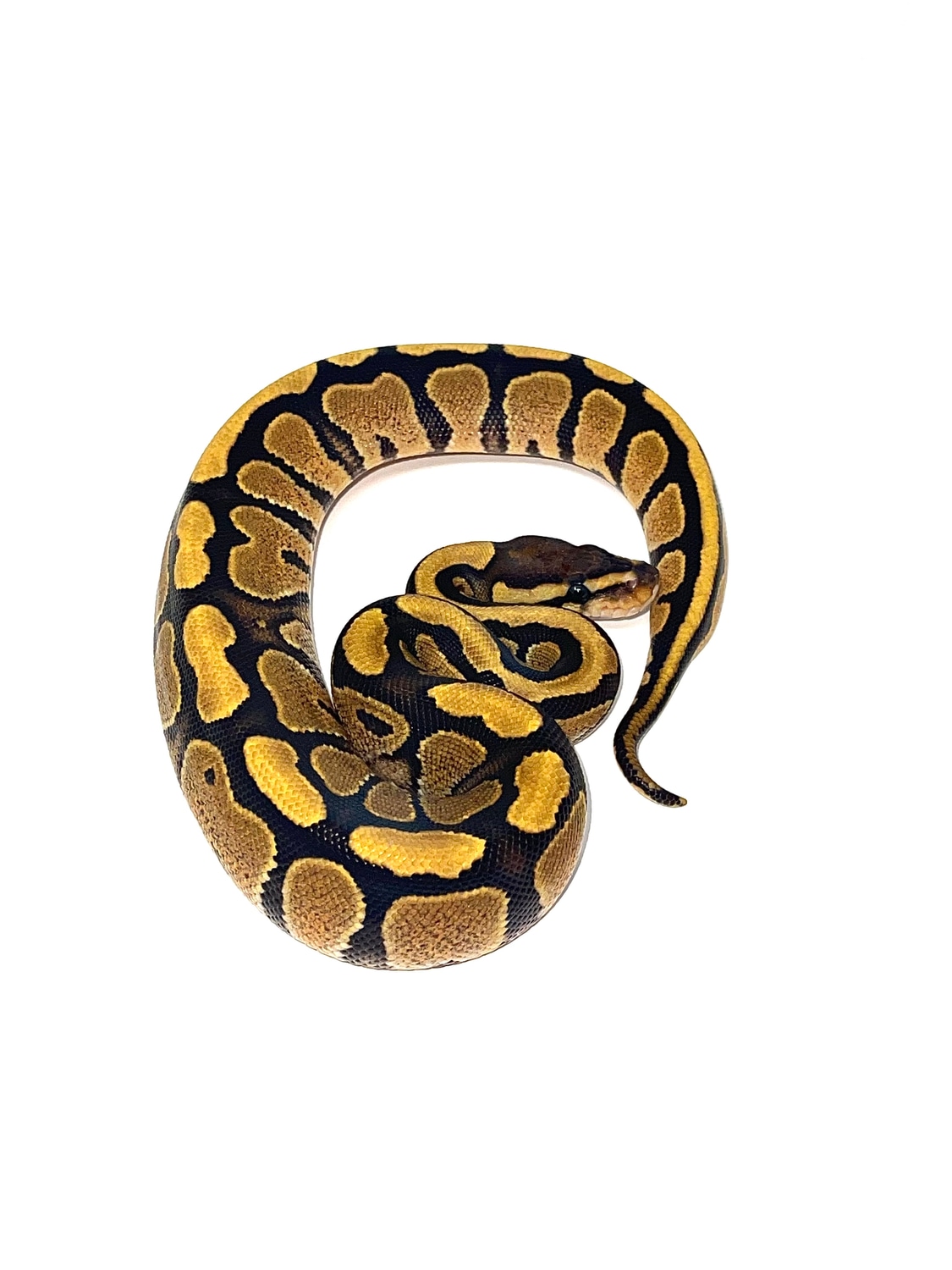 Fire Ball Python by Bentley’s Snake House - MorphMarket