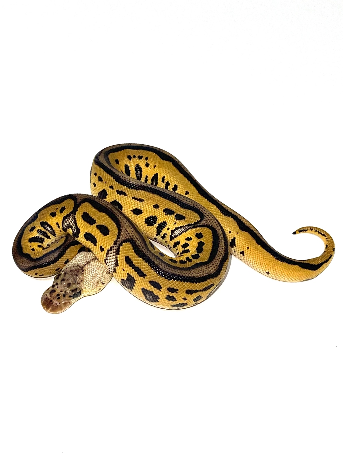 Pastel Leopard Clown Ball Python by Bentley’s Snake House MorphMarket