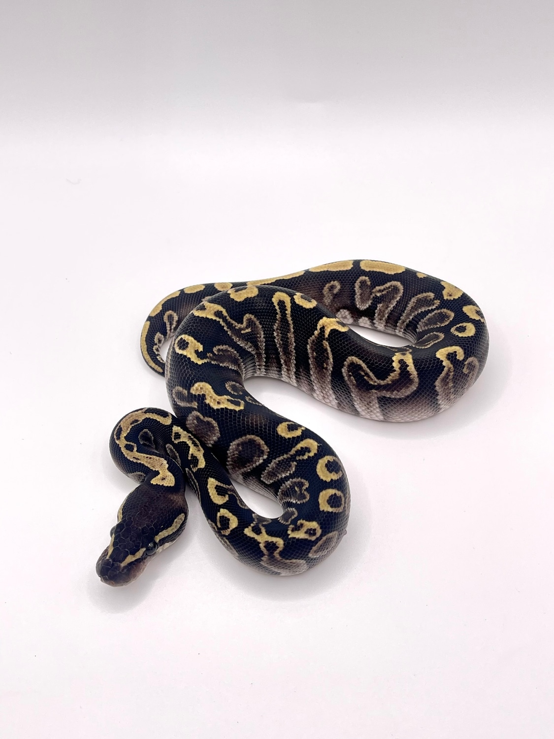 GHI Phantom Ball Python by Bentley’s Snake House - MorphMarket