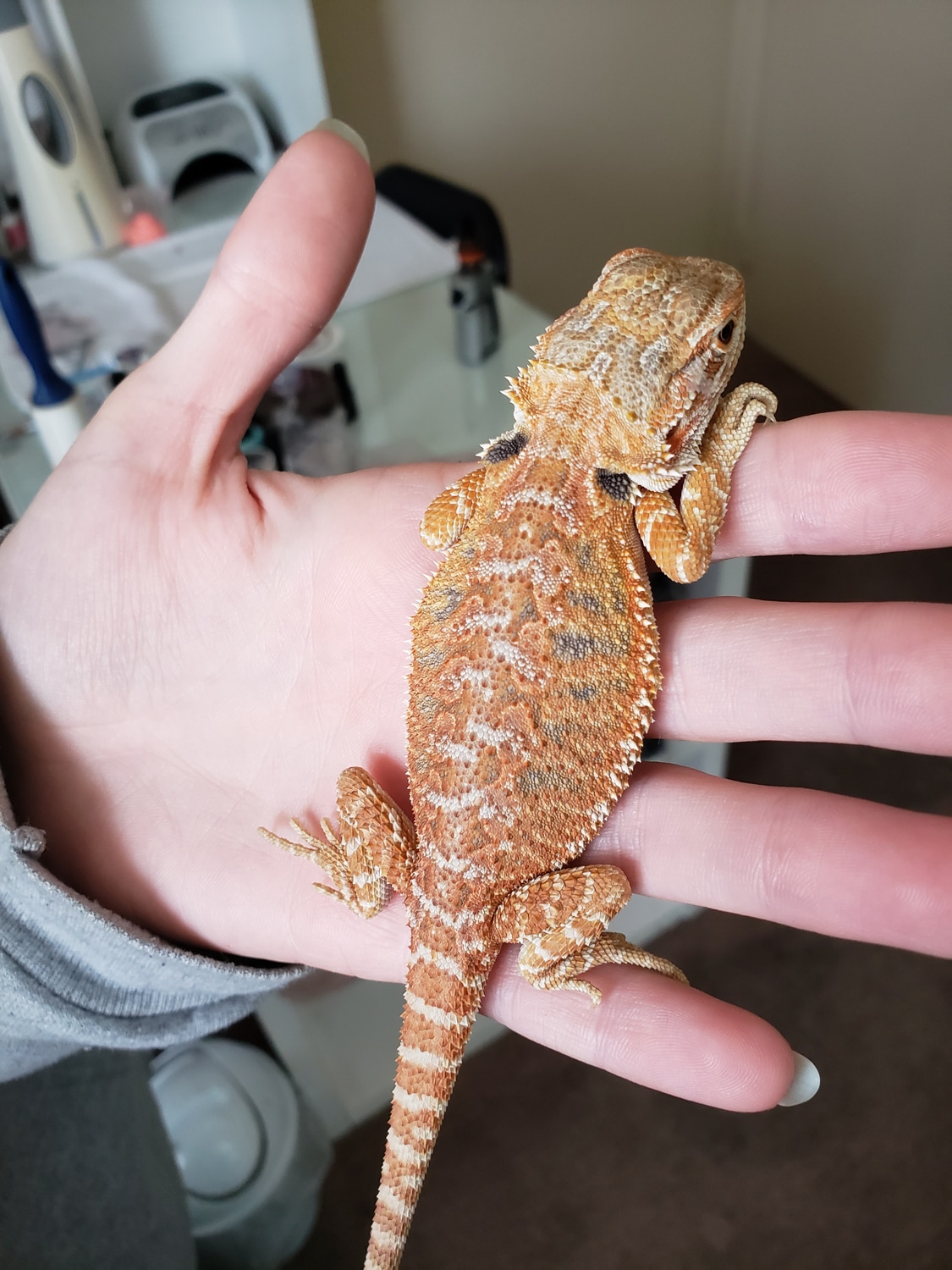 Holdback Release Female Tangie Central Bearded Dragon by Bearded