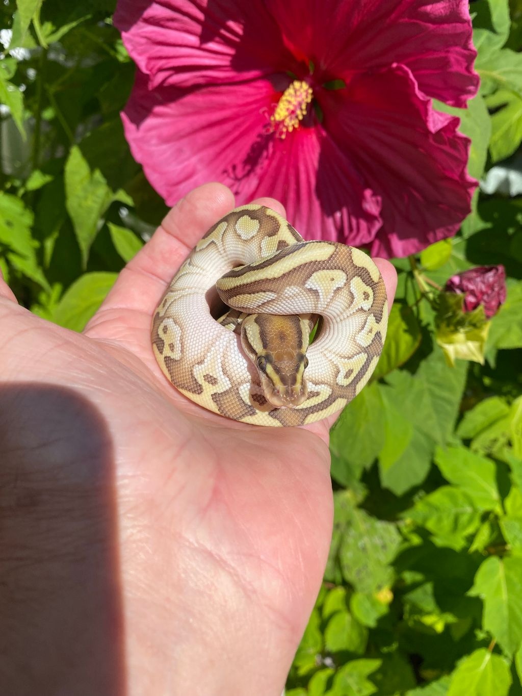 Orange Dream Lesser Boy Ball Python by Patriot Pythons MorphMarket