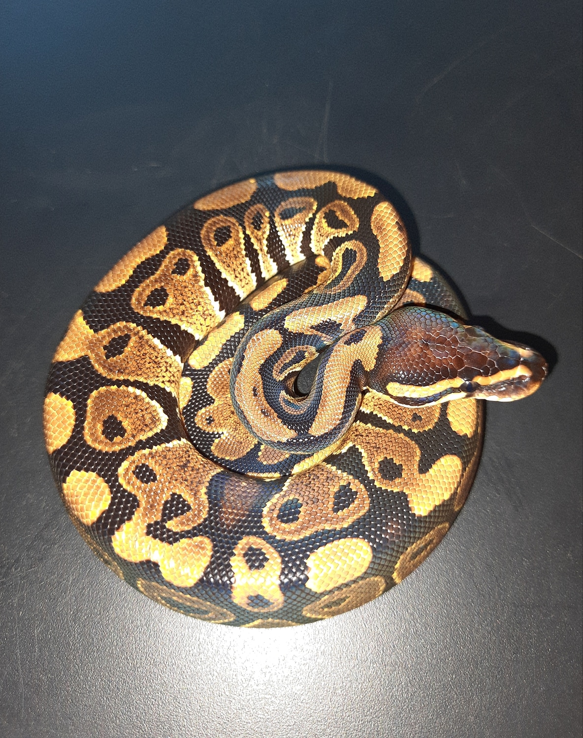 Normal Ball Python by Balls r us - MorphMarket
