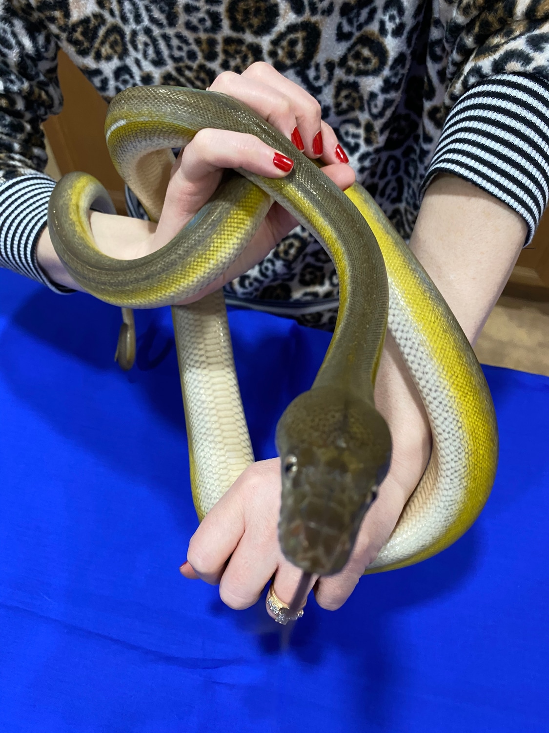 Sunfire Titanium Reticulated Python by Parrott’s Pythons - MorphMarket
