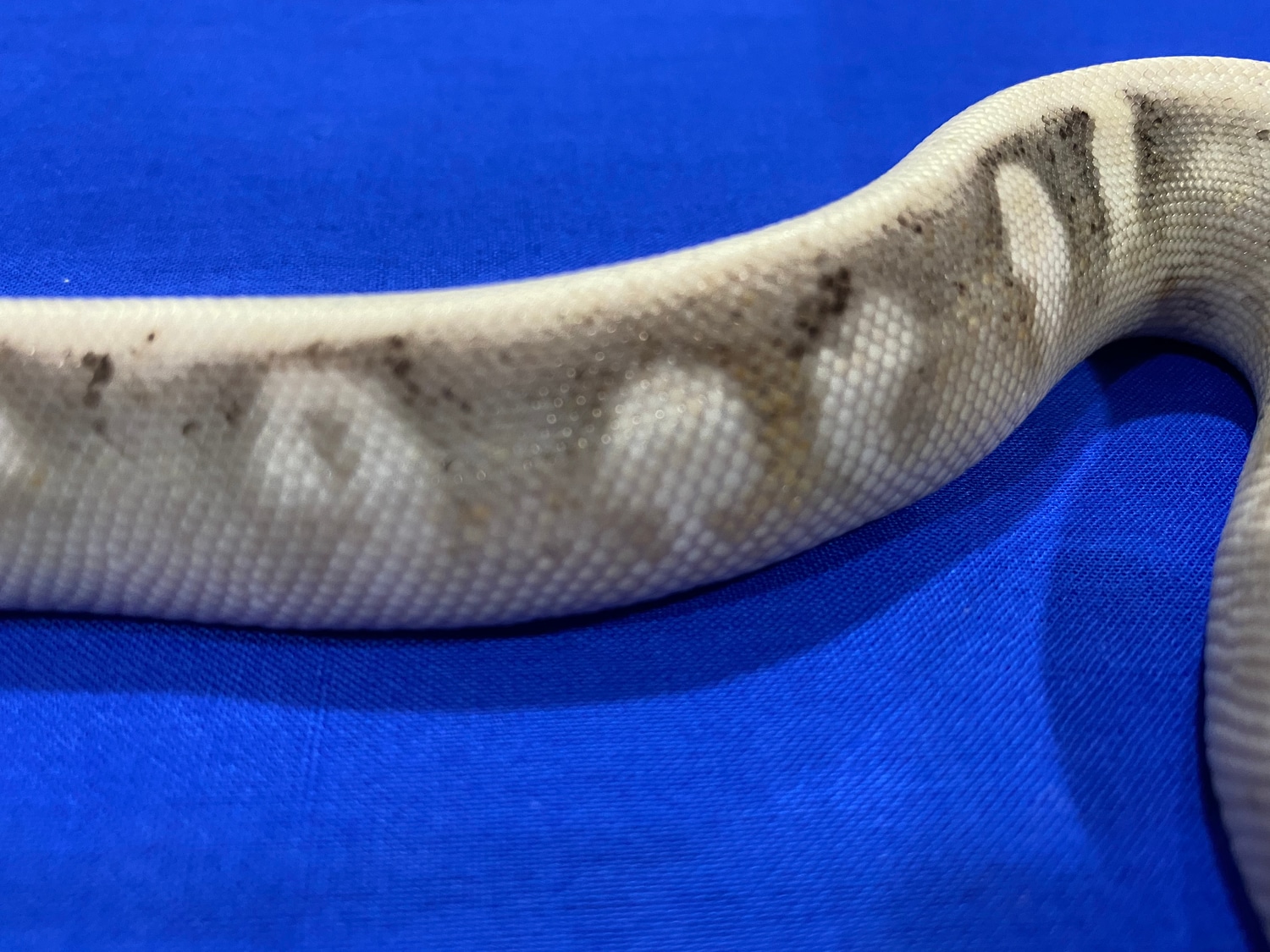 Super Pastel Calico Orange Dream Yellow Belly Ball Python by Parrott’s