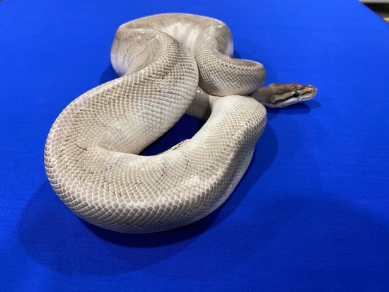 Purple Passion Spider Ball Python by Parrott’s Pythons