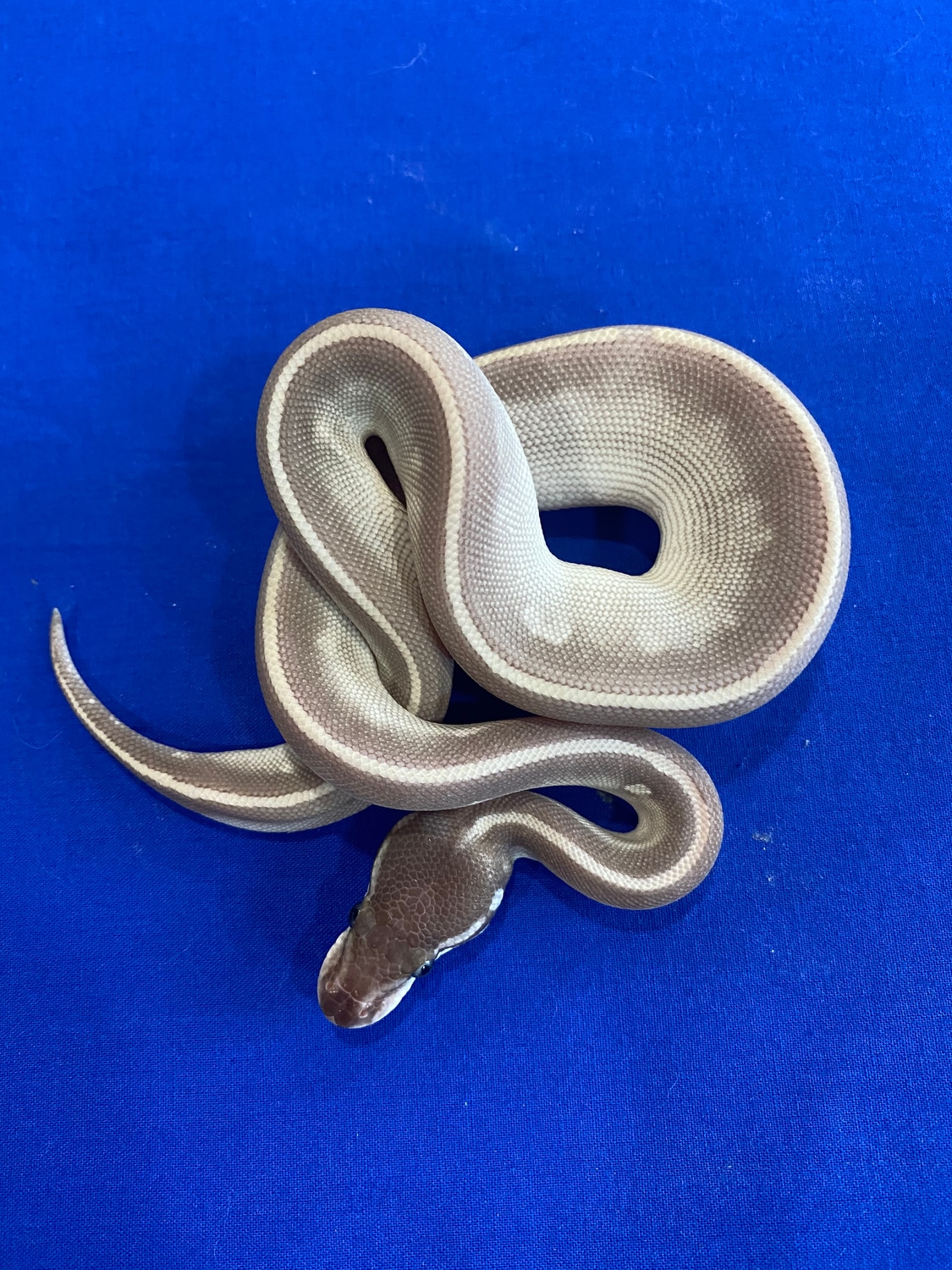 Mystic Potion Ball Python by Parrott’s Pythons - MorphMarket