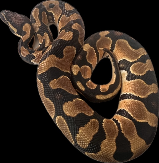 Super od het pied pos het clown ball python by the compound of exotics