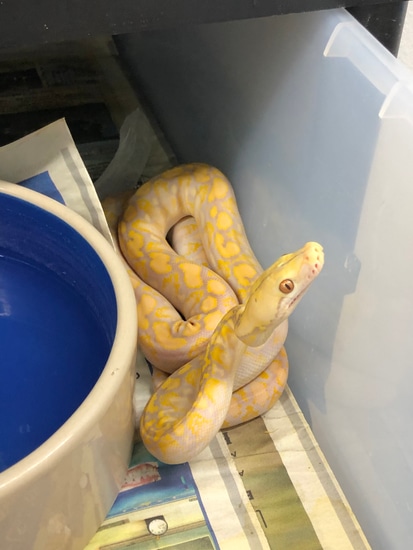 Lavender Dwarf Reticulated Python 2018 62.5 Super Dwarf Lavender Snow Female Reticulated Python by R.P.K ...