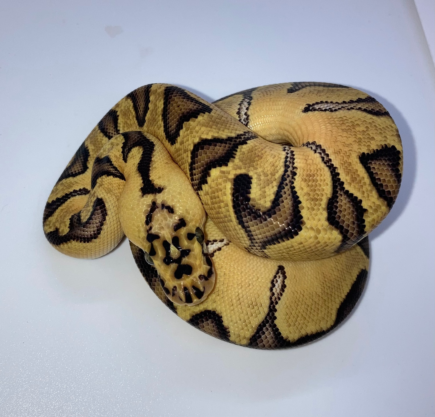 Pastel Enchi Clown Ball Python by Vineyard Ophidian MorphMarket