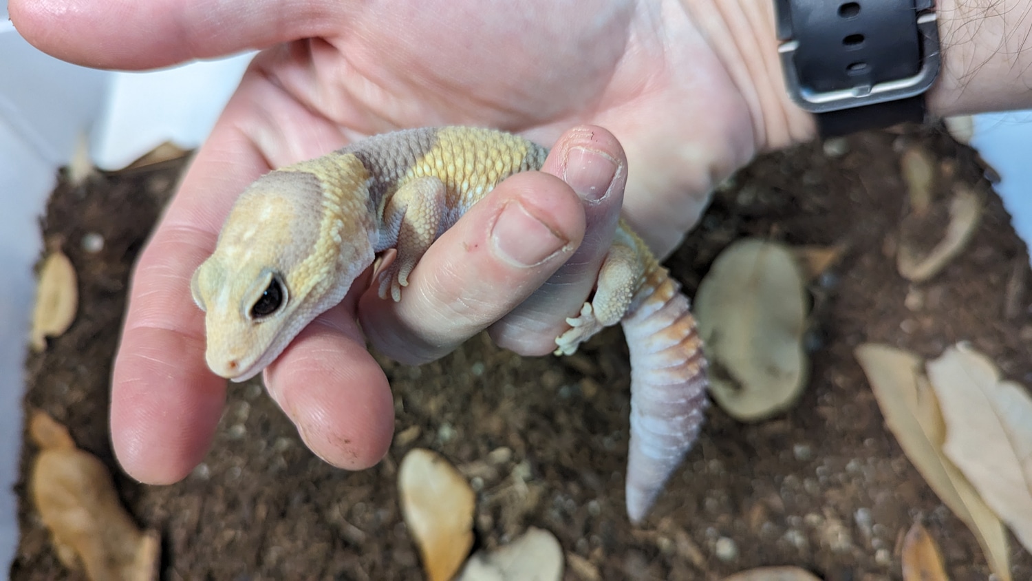 Albino FTG African Fat-Tailed Gecko by Pet &amp; Aquatic Warehouse ...