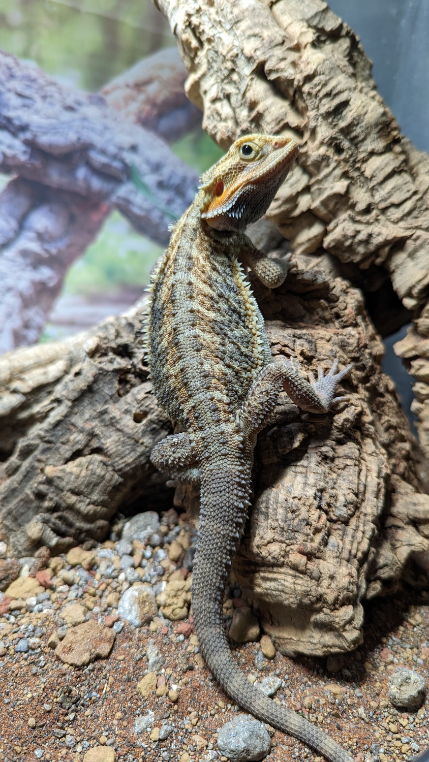 Hypo Translucent Bearded Dragon Central Bearded Dragon by Pet & Aquatic Warehouse MorphMarket