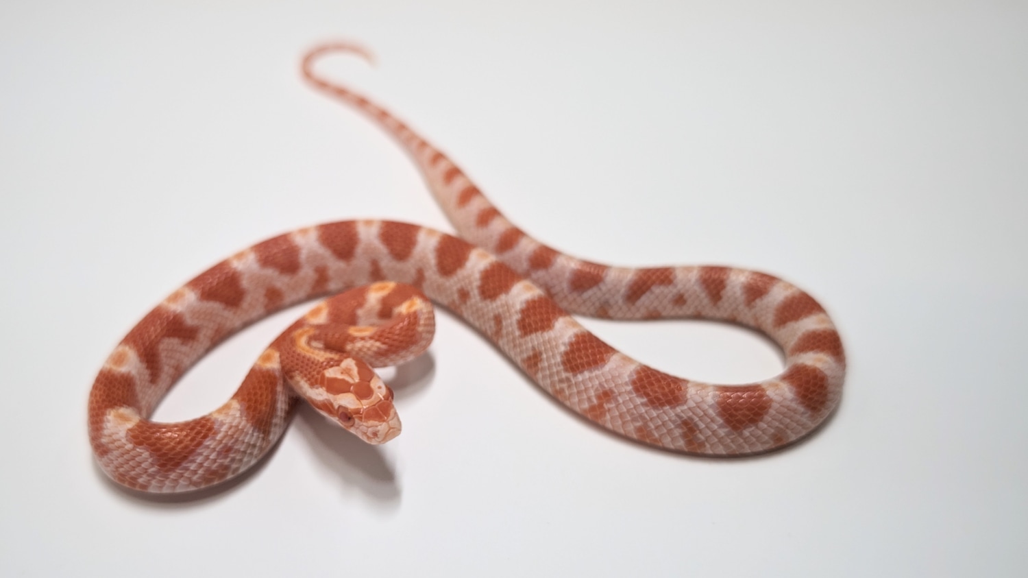 Sale! Creamsicle Corn Snake by Pet & Aquatic Warehouse - MorphMarket