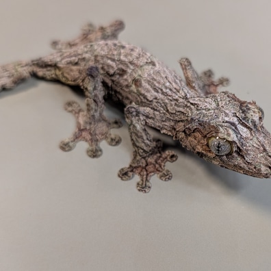 【美品】OZWRT Agave Leaf Tailed Gecko 17cm 2025年最新】オズワート ozwrtの人気アイテム - メルカリ