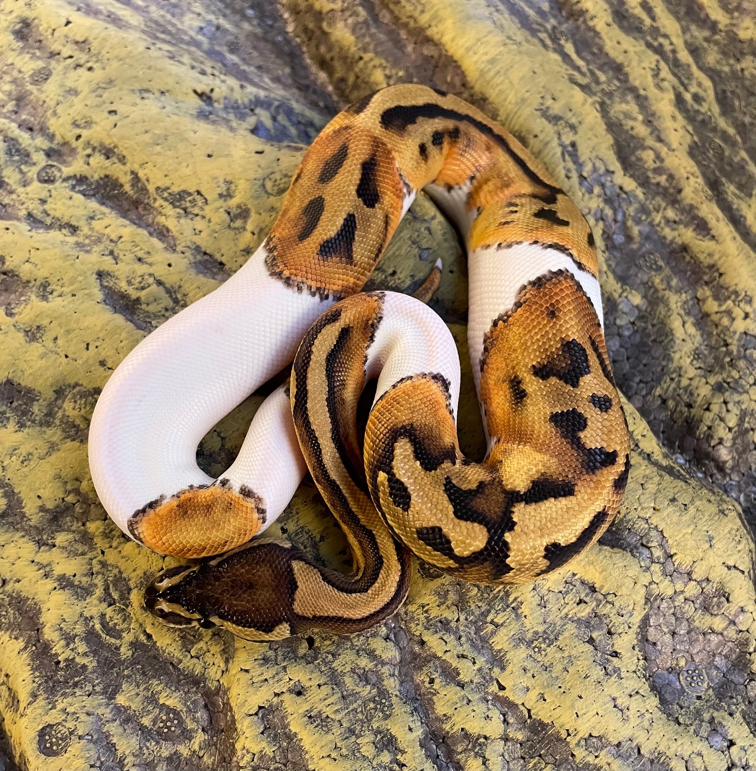 Leopard Pied Ball Python by Paws For Thought Leeds - MorphMarket
