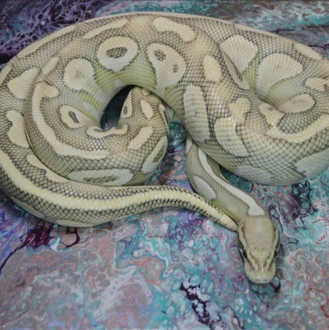 Pastel Butter Orange Ghost Ball Python by Universal Serpents - MorphMarket